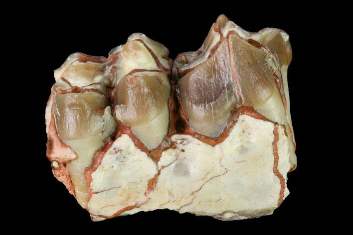Oreodont (Merycoidodon) Jaw Section - South Dakota #146167
